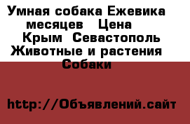 Умная собака Ежевика. 6 месяцев › Цена ­ 1 - Крым, Севастополь Животные и растения » Собаки   